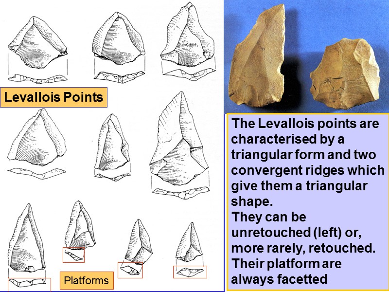 The Levallois points are characterised by a triangular form and two convergent ridges which